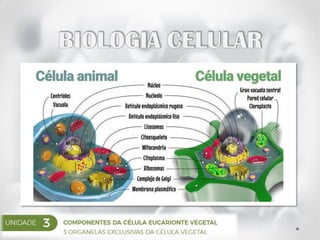 ORGANELAS EXCLUSIVAS DA CÉLULA VEGETAL
 