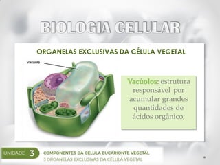 ORGANELAS EXCLUSIVAS DA CÉLULA VEGETAL
Vacúolos: estrutura
responsável por
acumular grandes
quantidades de
ácidos orgânico;
 
