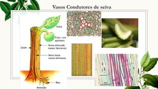 Vasos Condutores de seiva
 