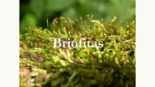 Briófitas
 