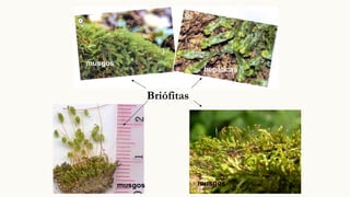 Briófitas
musgos
musgos
hepáticas
musgos
 