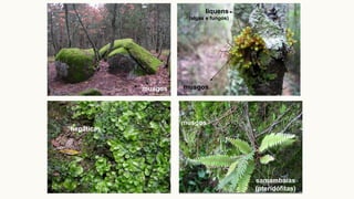 musgos musgos
líquens
(algas e fungos)
hepáticas
musgos
samambaias
(pteridófitas)
 