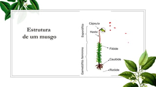 Estrutura
de um musgo
Filóide
Caulóide
Rizóide
 
