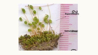 Esporófito(2n)
Gametófito(n)
 