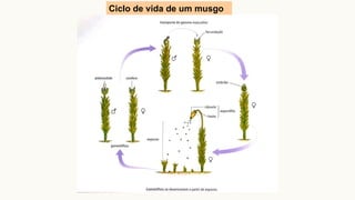 Ciclo de vida de um musgo
 