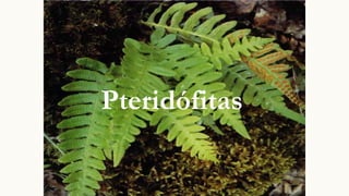 Pteridófitas
 