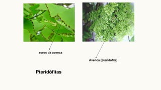 soros da avenca
Avenca (pteridófita)
Pteridófitas
 