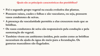 Quais são as principais características das pteridófitas?
◉ Foi o segundo grupo vegetal na escala evolutiva das plantas.
◉ Possuem raízes, caules e folhas e são vasculares, ou seja, possuem
vasos condutores de seivas.
◉ A presença da vascularidade permitiu a elas crescerem mais que as
briófitas.
◉ Os vasos condutores de seiva são responsáveis pela condução e pela
sustentação do vegetal.
◉ Também vivem em ambientes úmidos, pois assim como as briófitas
necessitam da ajuda da água do meio para a fecundação. Os
gametas masculinos são flagelados.
 