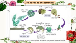 Ciclo de vida de uma samambaia
 