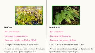 Briófitas:
- São avasculares.
- Possuem pequeno porte.
- Possuem rizóide, caulóide e filóide.
- Não possuem sementes e nem flores.
- Vivem em ambiente úmido, pois dependem
da água do meio para a reprodução.
Pteridófitas:
- São vasculares.
- Possuem médio porte.
- Possuem raiz, caule e folhas.
- Não possuem sementes e nem flores.
- Vivem em ambiente úmido, pois dependem da
água do meio para a reprodução.
 