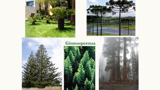 Gimnospermas
 