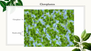Cloroplastos
Parede celular
Cloroplasto
 