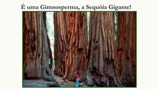 É uma Gimnosperma, a Sequóia Gigante!
 