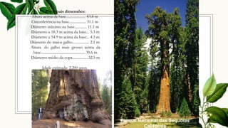 Parque Nacional das Sequóias
Califórnia
Principais dimensões:
Altura acima da base..................... 83.8 m
Circunferência na base.................. 31.1 m
Diâmetro máximo na base............. 11.1 m
Diâmetro a 18.3 m acima da base... 5.3 m
Diâmetro a 54.9 m acima da base... 4.3 m
Diâmetro do maior galho.................. 2.1 m
Altura do galho mais grosso acima da
base............................................... 39.6 m
Diâmetro médio da copa.................32.5 m
Idade estimada: 2.200 anos.
 