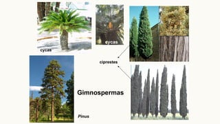 cycas
ciprestes
Gimnospermas
Pinus
cycas
 