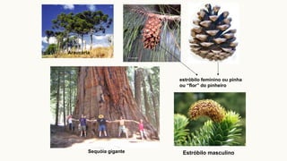 Araucária
estróbilo feminino ou pinha
ou “flor” do pinheiro
Sequóia gigante Estróbilo masculino
 