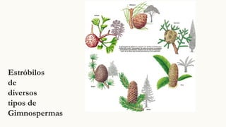 Estróbilos
de
diversos
tipos de
Gimnospermas
 