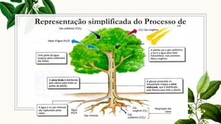 Representação simplificada do Processo de
Nutrição Vegetal
 