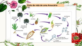 Ciclo de vida de uma Araucária
 