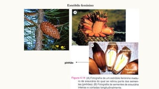 Estróbilo feminino
pinhão
 