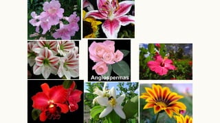 Angiospermas
 