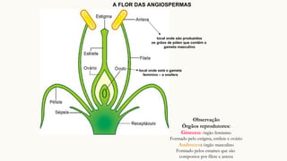 Observação
Órgãos reprodutores:
Gineceu: órgão feminino
Formado pelo estigma, estilete e ovário
Androceu: órgão masculino
Formado pelos estames que são
compostos por filete e antera
local onde são produzidos
os grãos de pólen que contêm o
gameta masculino
local onde está o gameta
feminino – a oosfera
A FLOR DAS ANGIOSPERMAS
 