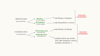 Briófitas
(AVASCULARES)
Pteridófitas
(VASCULARES)
Gimnospermas
(SEM FRUTOS)
Angiospermas
(COM FRUTOS)
ex: Musgos e hepáticas
ex: Samambaias e avencas
ex: Pinheiro do Paraná
qualquer planta que produz
fruto (ex: mangueira, cajueiro,
laranjeira, abacateiro...)
CRIPTÓGAMAS
(SEM SEMENTES)
FANERÓGAMAS
(COM SEMENTES)
VEGETAIS
INFERIORES
VEGETAIS
SUPERIORES
 
