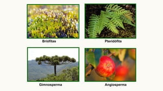 Gimnosperma
Briófitas
hepáticas
Angiosperma
Pteridófita
 