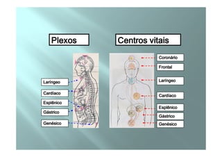 CoronárioCoronárioCoronárioCoronário
FrontalFrontalFrontalFrontal
LaríngeoLaríngeoLaríngeoLaríngeo
Centros vitaisCentros vitaisCentros vitaisCentros vitaisPlexosPlexosPlexosPlexos
LaríngeoLaríngeoLaríngeoLaríngeo
CardíacoCardíacoCardíacoCardíaco
EsplênicoEsplênicoEsplênicoEsplênico
GástricoGástricoGástricoGástrico
GenésicoGenésicoGenésicoGenésico
LaríngeoLaríngeoLaríngeoLaríngeo
CardíacoCardíacoCardíacoCardíaco
EsplênicoEsplênicoEsplênicoEsplênico
GástricoGástricoGástricoGástrico
GenésicoGenésicoGenésicoGenésico
 