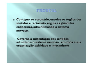 Contíguo ao coronário, envolve os órgãos dos
sentidos e raciocínio, regula as glândulas
endócrinas, administrando o sistema
nervoso.
• Governa a sustentação dos sentidos,
administra o sistema nervoso, em toda a sua
organização, atividade e mecanismo
 