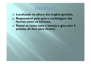 Localizado na altura dos órgãos genitais,
Responsável pela guia e modelagem das
formas entre os homens,
Possui as cores roxo e laranja e gira com 4
pétalas, de fora para dentro.
 