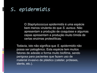 S. epidermidisO Staphylococcusepidermidis é uma espécie bem menos virulenta do que S. aureus. Não apresentam a produção de coagulase e algumas cepas apresentam a produção muito tímida de certas enzimas proteolíticas. Todavia, isto não significa que S. epidermidis não possa ser patogênico. Esta espécie tem muitos fatores de adesão e forma muito biofilme, sendo perigosa para pacientes que fazem uso de material invasivo de plástico (cateter, próteses, stents, etc.).