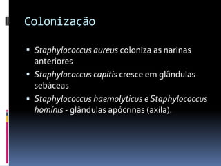 ColonizaçãoStaphylococcusaureuscoloniza as narinas anterioresStaphylococcuscapitiscresceemglândulas sebáceasStaphylococcushaemolyticus eStaphylococcushomínis - glândulasapócrinas(axila).