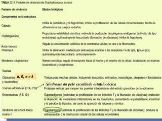 α, β, σ e λSíndrome da pele escaldada estafilocócica
