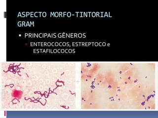 ASPECTO MORFO-TINTORIALGRAMPRINCIPAIS GÊNEROSENTEROCOCOS, ESTREPTOCO e 	ESTAFILOCOCOS