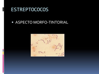 ESTREPTOCOCOSASPECTO MORFO-TINTORIAL