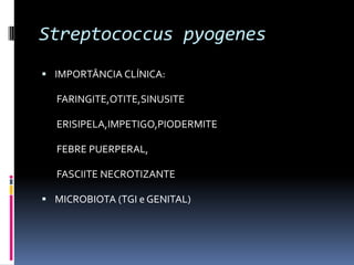 Streptococcus pyogenesIMPORTÂNCIA CLÍNICA:       FARINGITE,OTITE,SINUSITE       ERISIPELA,IMPETIGO,PIODERMITE       FEBRE PUERPERAL,       FASCIITE NECROTIZANTEMICROBIOTA (TGI e GENITAL)