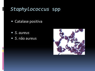 Staphylococcus sppCatalase positivaS. aureusS. não aureus