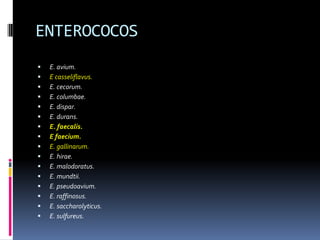 ENTEROCOCOSE. avium.E casseliflavus.E. cecorum.E. columbae.E. dispar.E. durans.E. faecalis.E faecium.E. gallinarum.E. hirae.E. malodoratus.E. mundtii.E. pseudoavium.E. raffinosus.E. saccharolyticus.E. sulfureus.