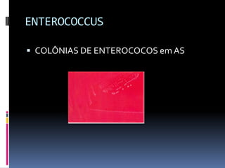 ENTEROCOCCUSCOLÔNIAS DE ENTEROCOCOS em AS