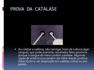 PROVA DA CATALASEAo coletar a colônia, não carregar meio de cultura (ágar sangue), que pode acarretar resultados falso positivos  porque o sangue do meio contém catalase. Algumas cepas de enterococos podem dar falsa reação positiva (fazer Gram e ver disposição em cadeias curtas ou aos pares).