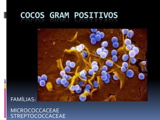 COCOS GRAM POSITIVOS FAMÍLIAS: MICROCOCCACEAE STREPTOCOCCACEAE 