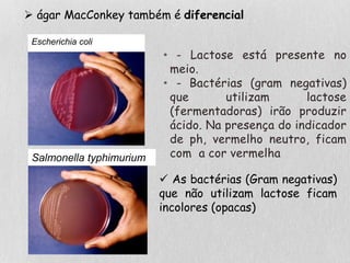 • - Lactose está presente no
meio.
• - Bactérias (gram negativas)
que utilizam lactose
(fermentadoras) irão produzir
ácido. Na presença do indicador
de ph, vermelho neutro, ficam
com a cor vermelha
 As bactérias (Gram negativas)
que não utilizam lactose ficam
incolores (opacas)
Salmonella typhimurium
Escherichia coli
 ágar MacConkey também é diferencial
 