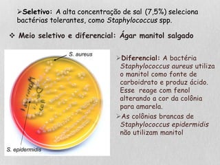  Meio seletivo e diferencial: Ágar manitol salgado
Diferencial: A bactéria
Staphylococcus aureus utiliza
o manitol como fonte de
carboidrato e produz ácido.
Esse reage com fenol
alterando a cor da colônia
para amarela.
As colônias brancas de
Staphylococcus epidermidis
não utilizam manitol
Seletivo: A alta concentração de sal (7,5%) seleciona
bactérias tolerantes, como Staphylococcus spp.
S. aureus
S. epidermidis
 
