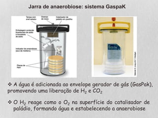 Jarra de anaerobiose: sistema GaspaK
 A água é adicionada ao envelope gerador de gás (GasPak),
promovendo uma liberação de H2 e CO2
 O H2 reage como o O2 na superfície do catalisador de
paládio, formando água e estabelecendo a anaerobiose
 