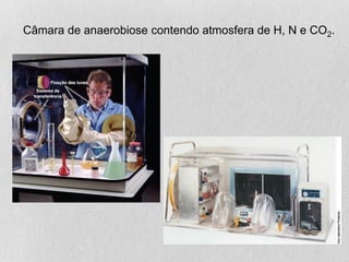Câmara de anaerobiose contendo atmosfera de H, N e CO2.
 