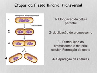Etapas da Fissão Binária Transversal
1- Elongação da célula
parental
2- duplicação do cromossomo
3 - Distribuição do
cromossomo e material
celular. Formação do septo
4- Separação das células
1
2
3
4
 