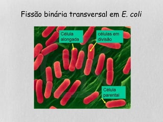 Fissão binária transversal em E. coli
 