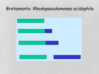 Brotamento: Rhodopseudomonas acidophila
 