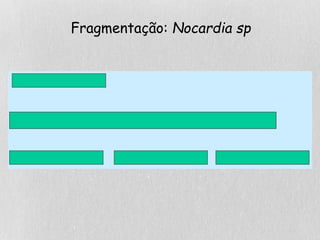 Fragmentação: Nocardia sp
 
